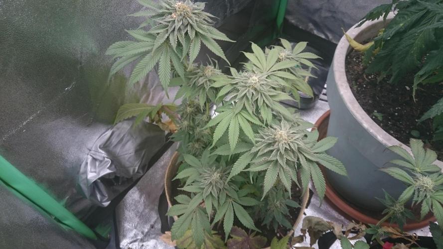 Lady  Mairwen. Week 7 - 73