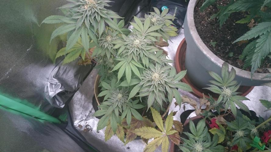 Lady  Mairwen. Week 7 - 74