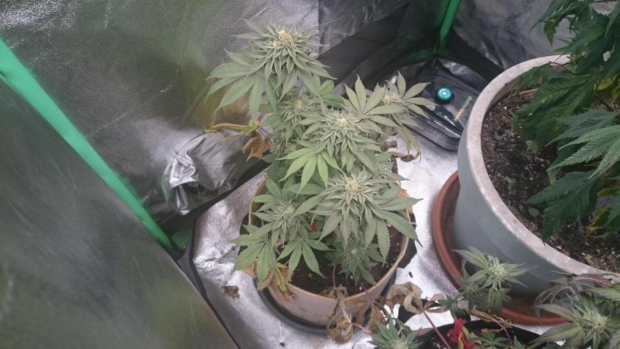 Tropical Mirage. Week 7
