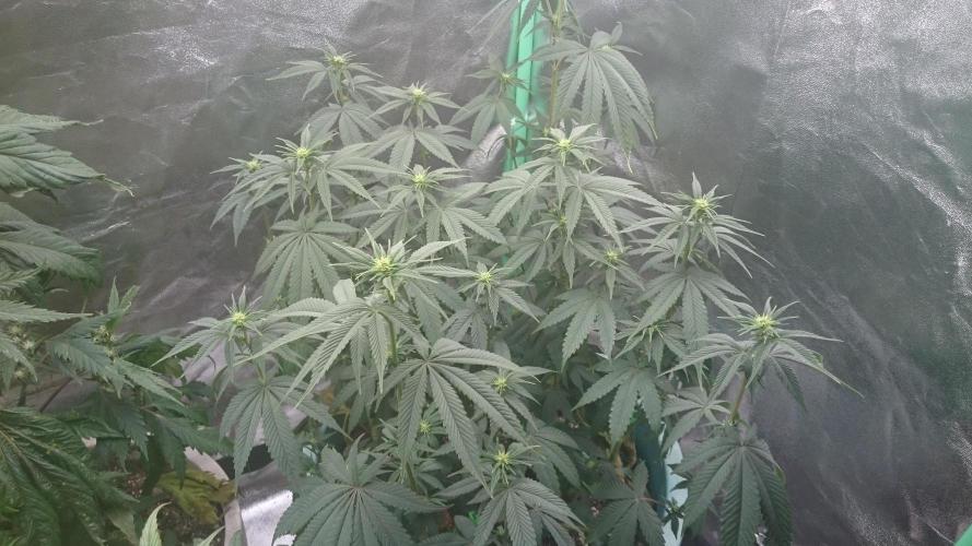 Lady Magyklenia. Week 7 - 71