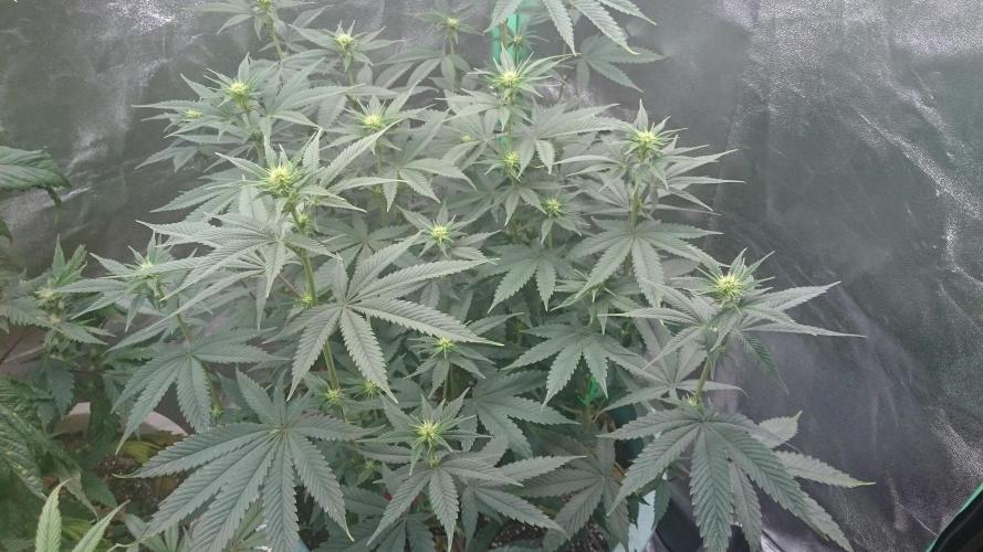 Lady Magyklenia. Week 7 - 72