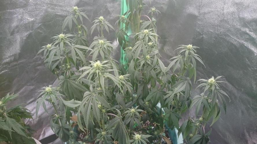 Grandmommy Purple. Week 7