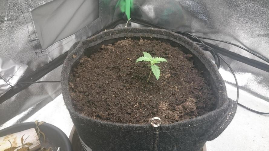 Gorilla Cookies Auto. Week 0