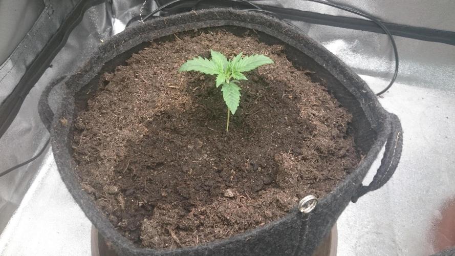 Gorilla Cookies Auto. Week 0