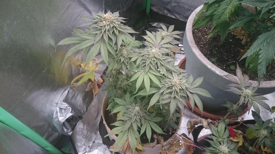 Tropical Mirage. Week 7
