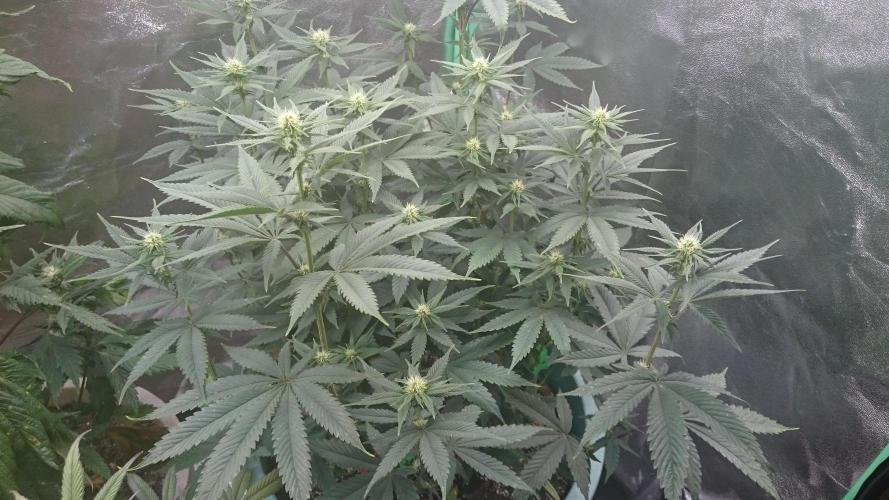 Grandmommy Purple. Week 7