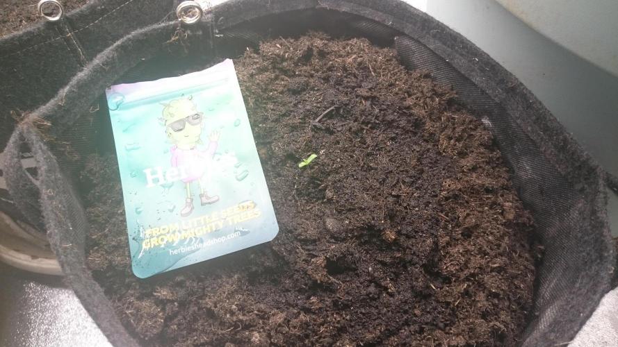Mimosa Shot. Week 0