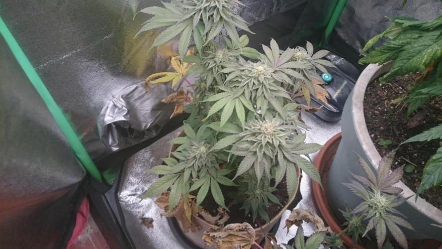 Tropical Mirage. Week 7