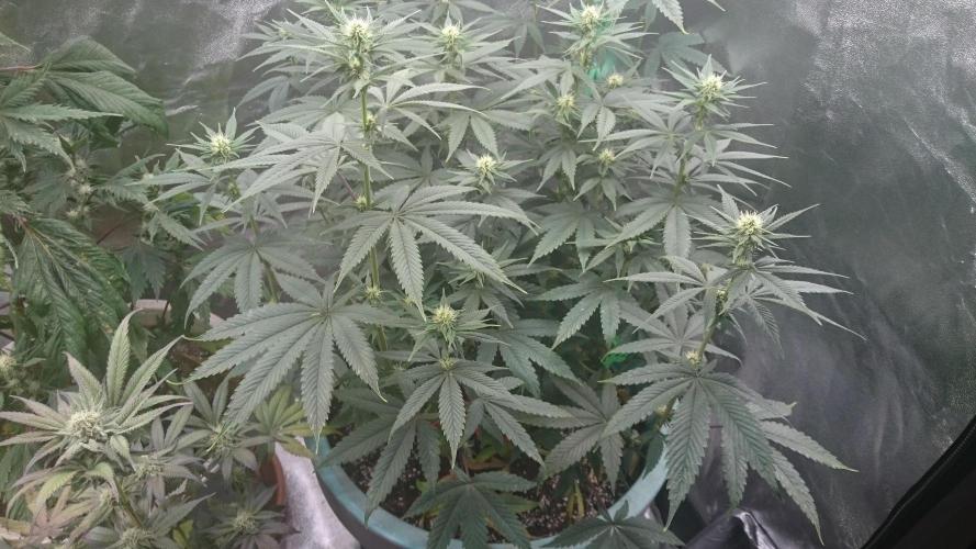 Grandmommy Purple. Week 7