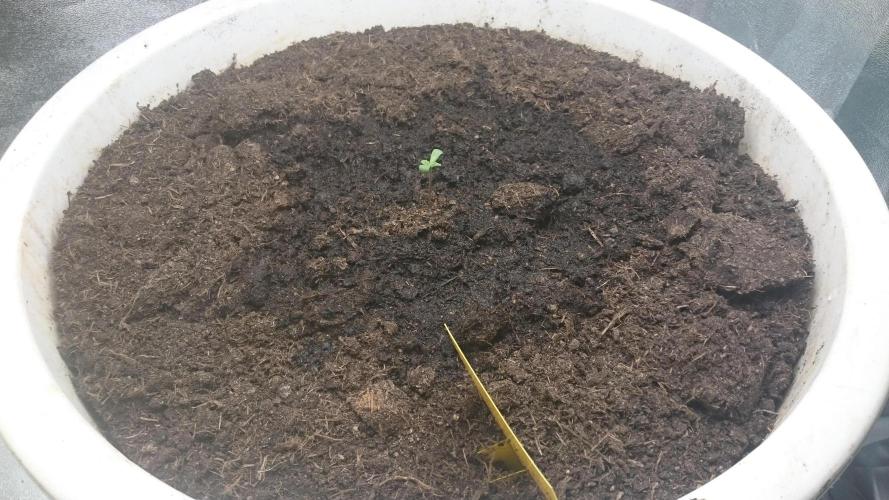 Lady Hidaya. Week 1