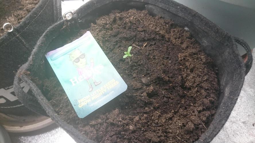 Mimosa Shot. Week 0