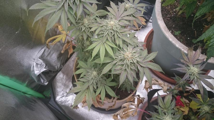 Tropical Mirage. Week 7
