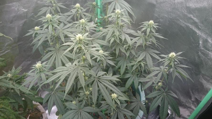 Grandmommy Purple. Week 7