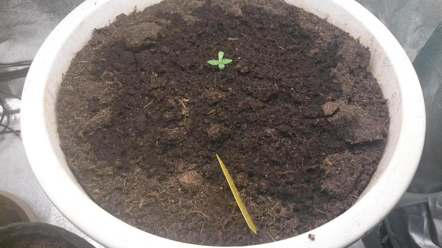 Lady Hidaya. Week 1