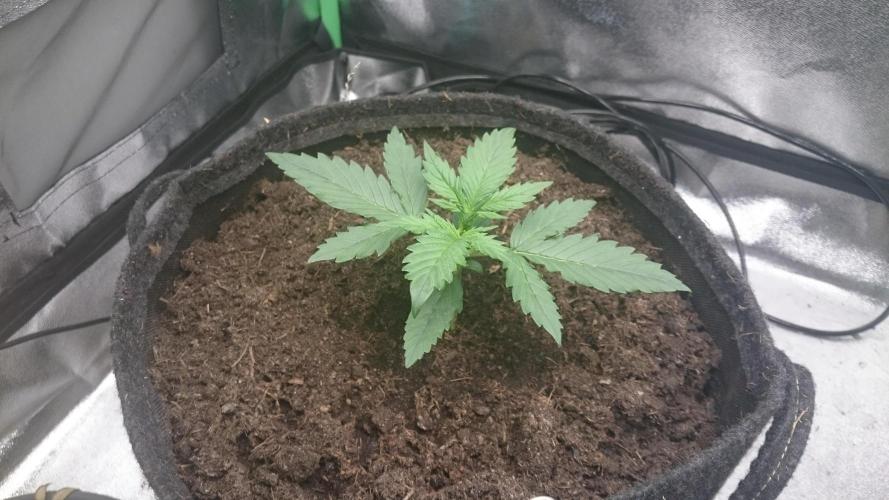Lady Emma. Week 1 - 12