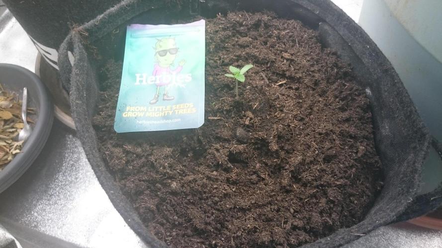 Mimosa Shot. Week 0
