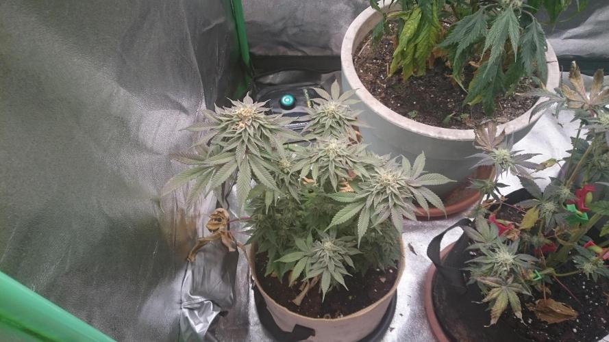 Tropical Mirage. Week 7