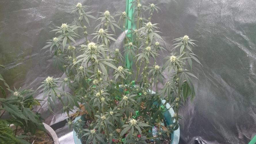 Grandmommy Purple. Week 7
