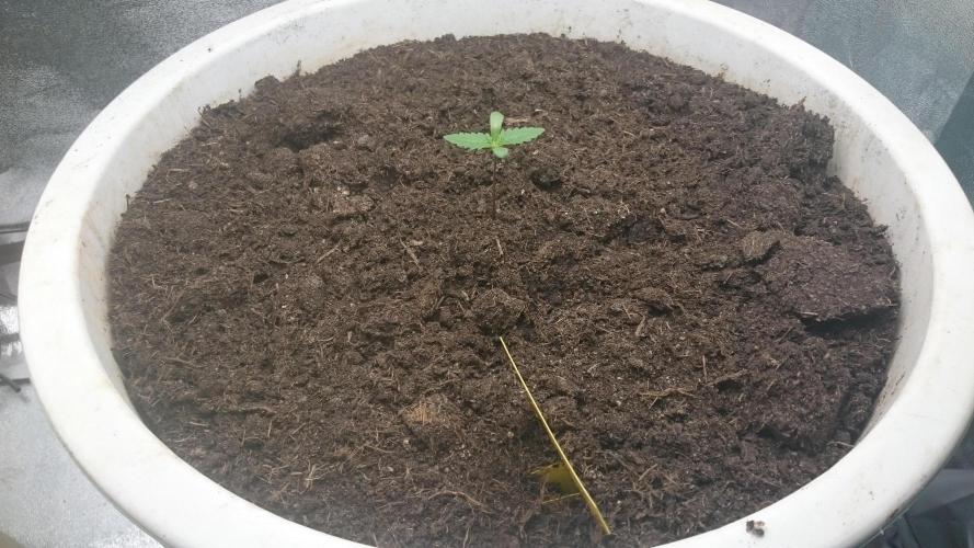 Lady Hidaya. Week 1