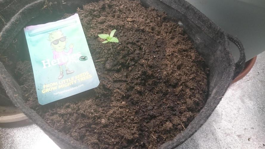 Mimosa Shot. Week 0