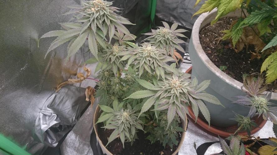Tropical Mirage. Week 8