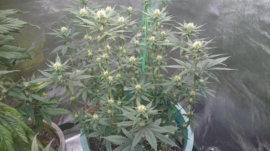 Grandmommy Purple. Week 8