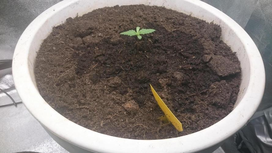 Lady Hidaya. Week 1