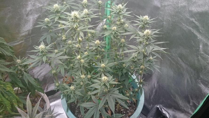 Grandmommy Purple. Week 8