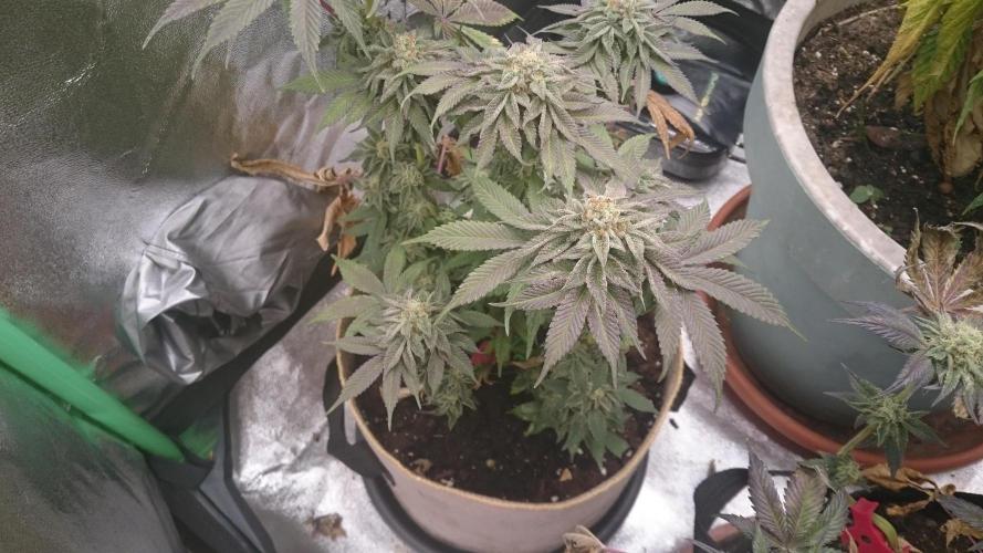 Lady  Mairwen. Week 8 - 81