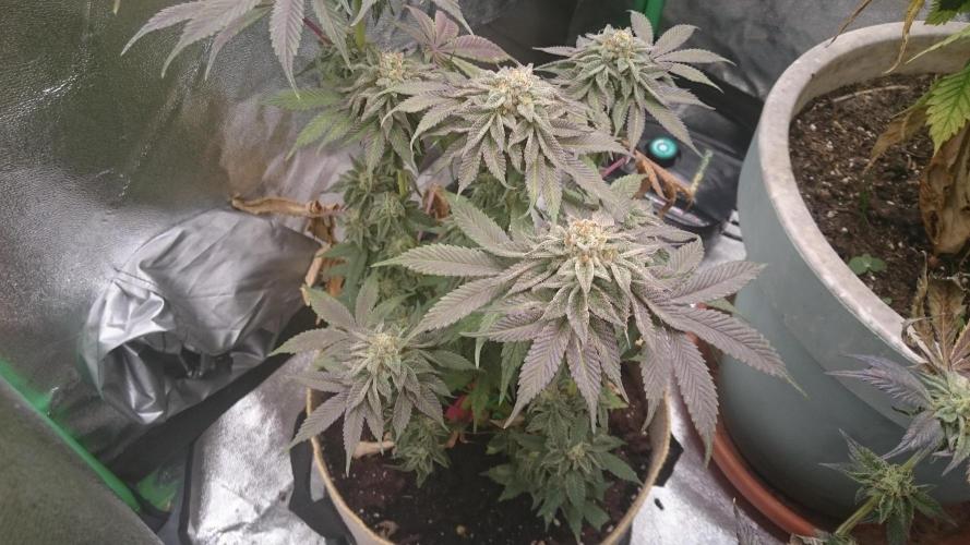Tropical Mirage. Week 8