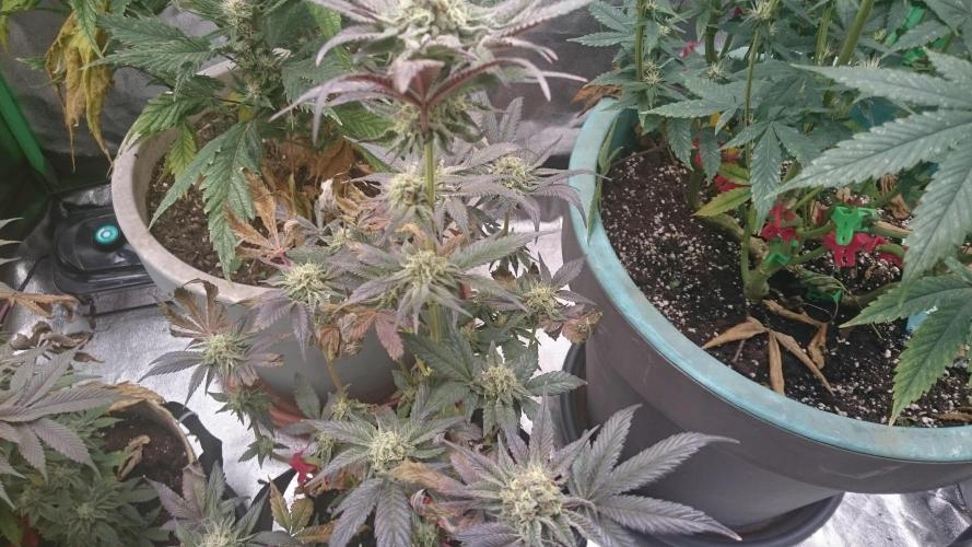 Jaw Breaker. Week 8