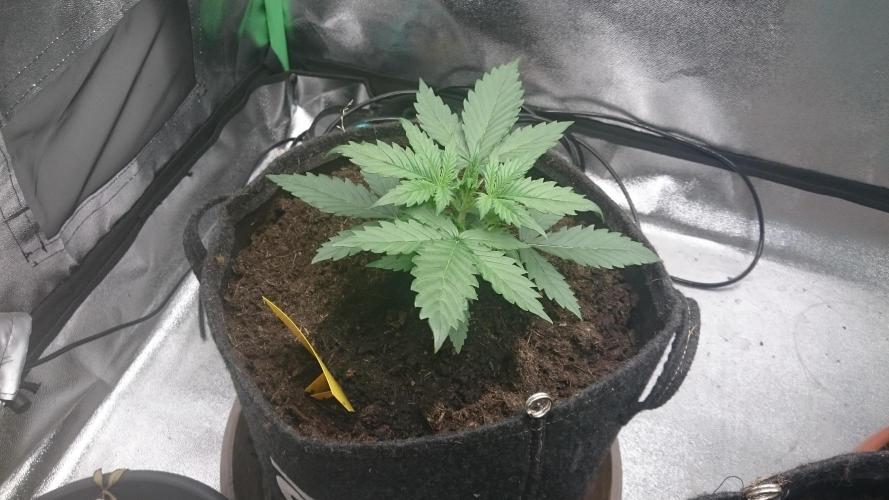 Gorilla Cookies Auto. Week 1