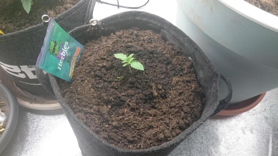 Mimosa Shot. Week 0