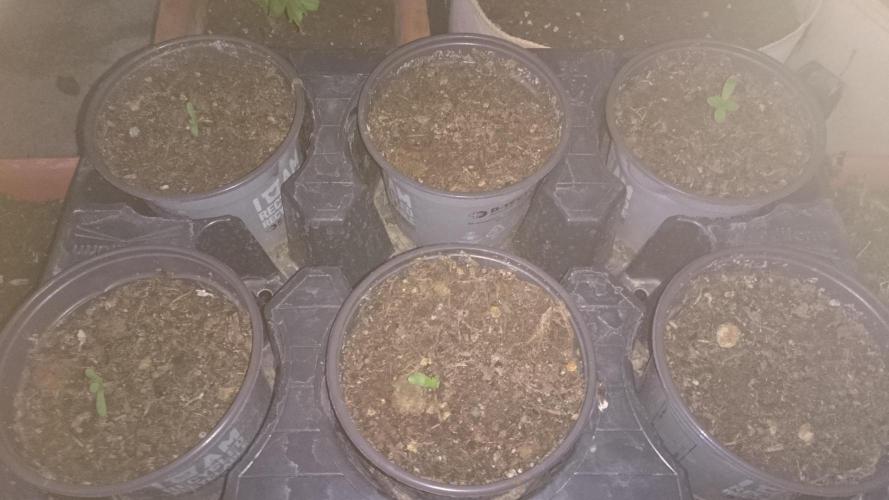Preservation Mongolistica Lemon. Week 0 - 8