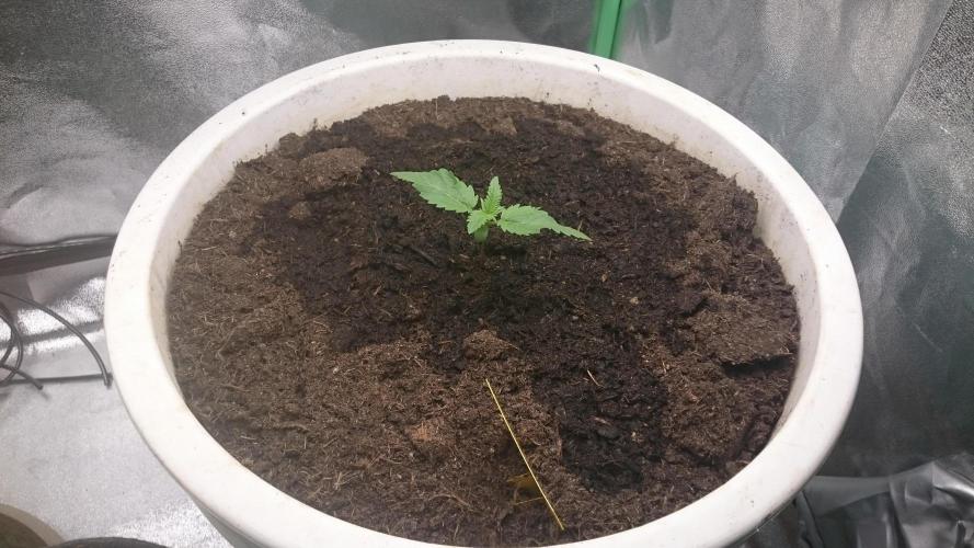 Tropical Swirl. Week 2