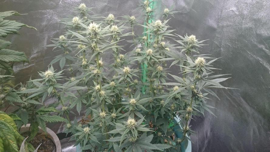 Grandmommy Purple. Week 8
