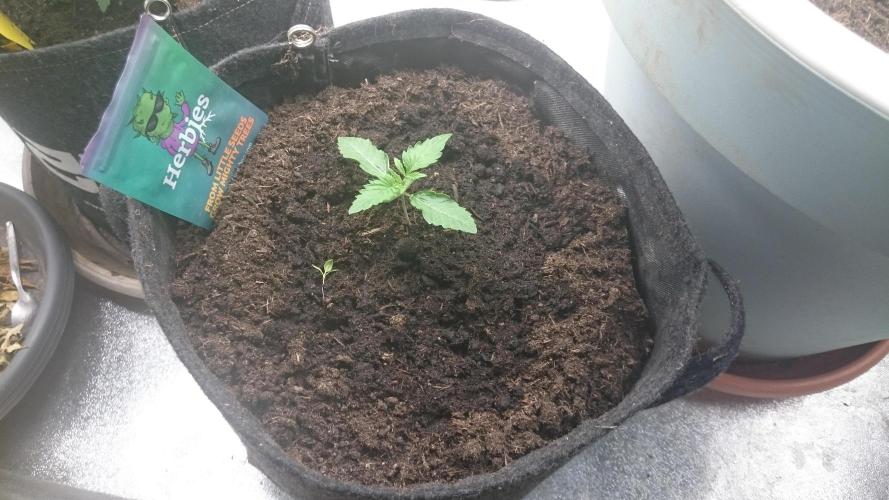 Mimosa Shot. Week 1