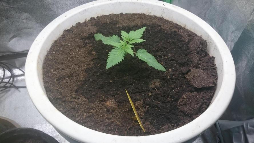 Tropical Swirl. Week 2
