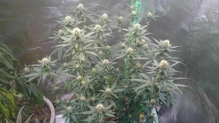 Grandmommy Purple. Week 8