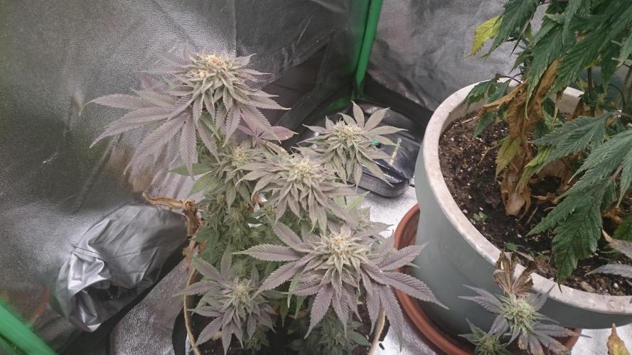 Tropical Mirage. Week 8