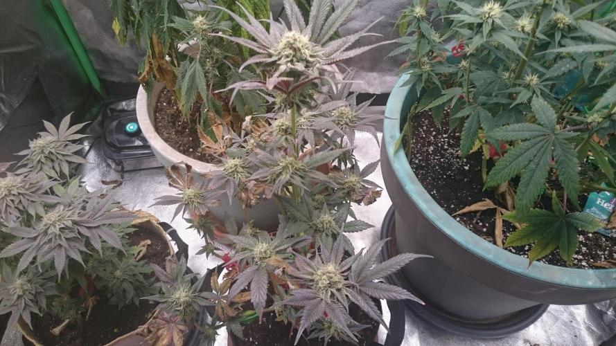 Jaw Breaker. Week 8