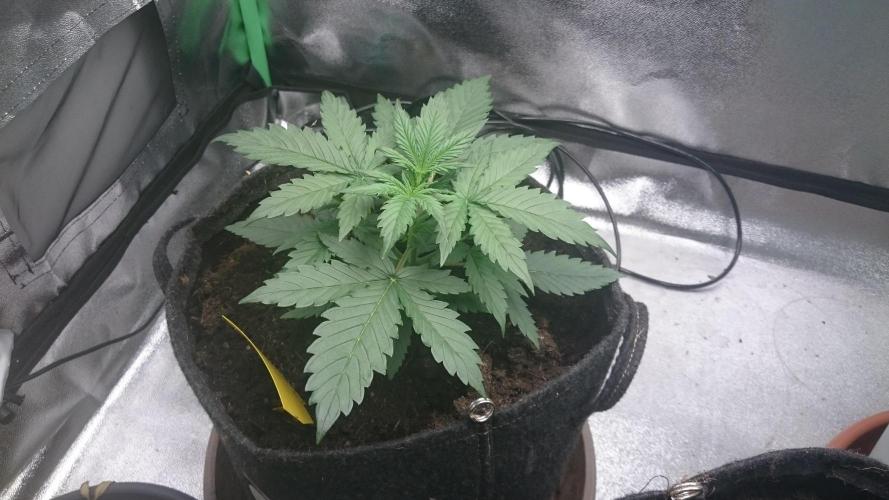 Gorilla Cookies Auto. Week 1