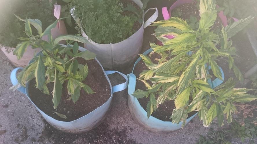 Variegated Delight©. Week 4