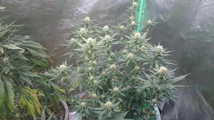 Grandmommy Purple. Week 8