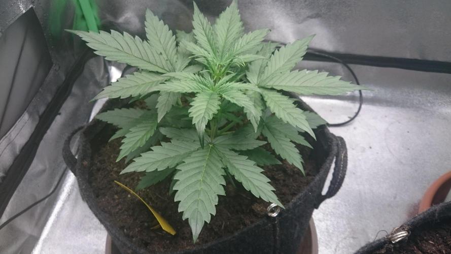 Gorilla Cookies Auto. Week 1
