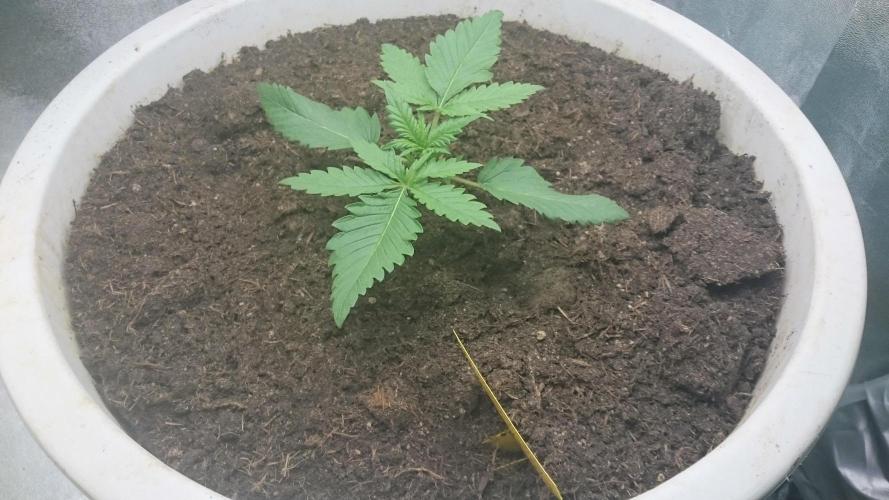 Tropical Swirl. Week 2