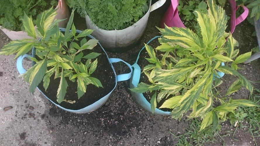 Variegated Delight©. Week 4