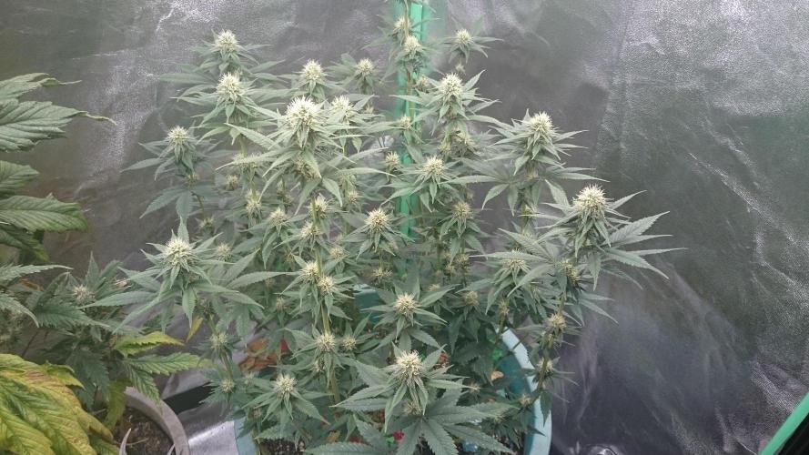 Grandmommy Purple. Week 8