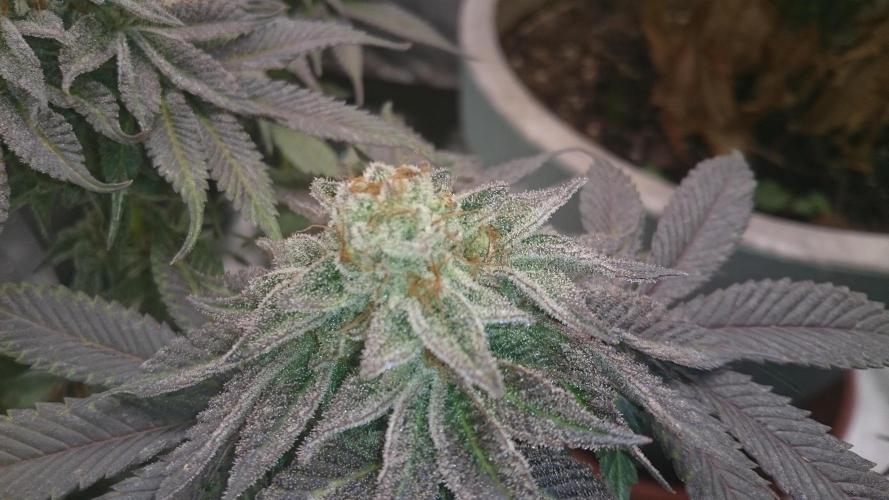 Tropical Mirage. Week 8