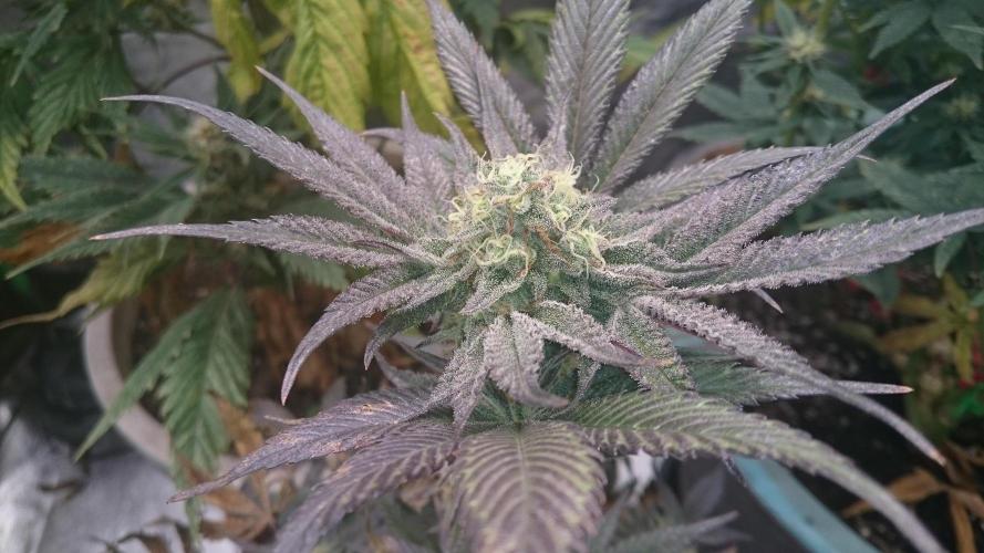 Jaw Breaker. Week 8